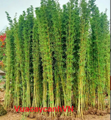 Trúc quân tử , trúc tre , cây được râm ủ cẩn thận