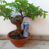 Cây sung bonsai ảnh thật , sung siêu quả ( mẫu giao ngẫu nhiên)
