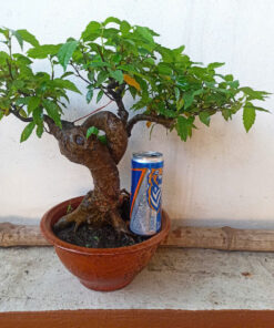 Cây sung bonsai ảnh thật , sung siêu quả ( mẫu giao ngẫu nhiên)