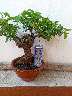 Cây sung bonsai ảnh thật , sung siêu quả ( mẫu giao ngẫu nhiên) Cây sung bonsai ảnh thật , sung siêu quả ( mẫu giao ngẫu nhiên)