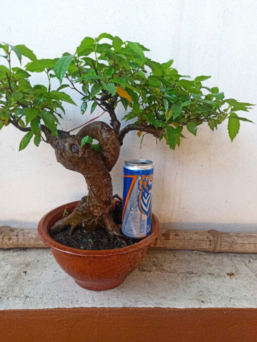 Cây sung bonsai ảnh thật , sung siêu quả ( mẫu giao ngẫu nhiên)