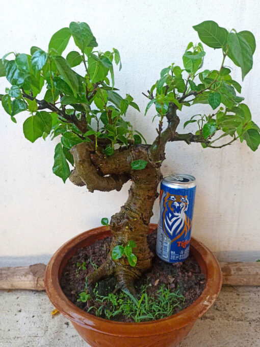 Cây sung bonsai ảnh thật , sung siêu quả ( mẫu giao ngẫu nhiên)