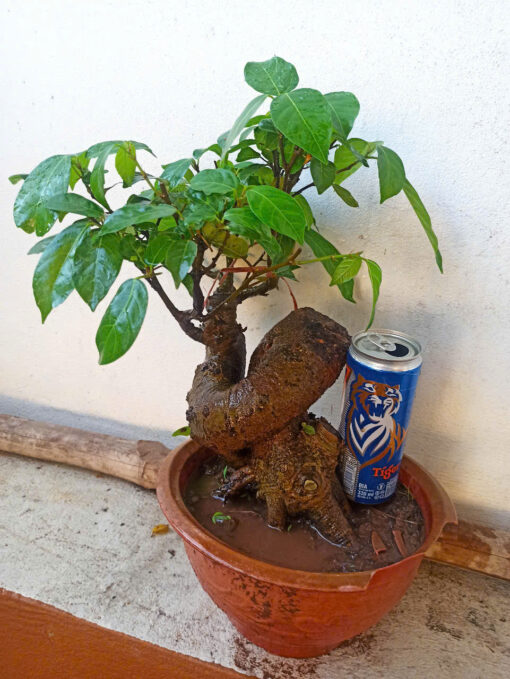Cây sung bonsai ảnh thật , sung siêu quả ( mẫu giao ngẫu nhiên)