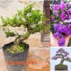 Cây Linh Sam bonsai ra hoa 4 mùa, linh sam bon sai đẹp, linh sam cổ