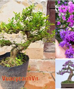 Cây Linh Sam bonsai ra hoa 4 mùa, linh sam bon sai đẹp, linh sam cổ