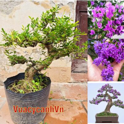 Cây Linh Sam bonsai ra hoa 4 mùa, linh sam bon sai đẹp, linh sam cổ