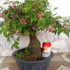 Cây Khế bonsai, khế cảnh để bàn, khế chua bonsai ( cây tương tự như hình)