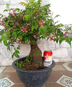 Cây Khế bonsai, khế cảnh để bàn, khế chua bonsai ( cây tương tự như hình)