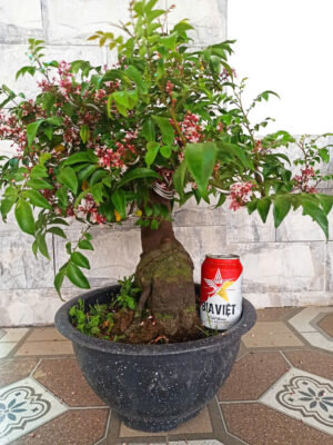 Cây Khế bonsai, khế cảnh để bàn, khế chua bonsai ( cây tương tự như hình)