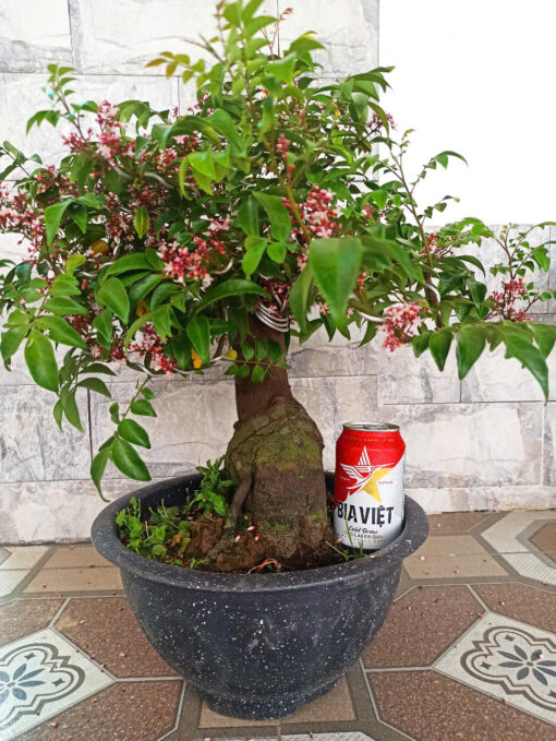 Cây Khế bonsai, khế cảnh để bàn, khế chua bonsai ( cây tương tự như hình)