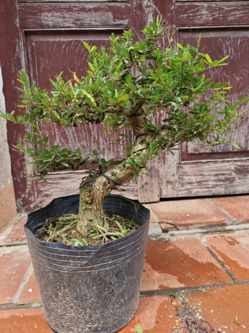 Cây Linh Sam bonsai ra hoa 4 mùa, linh sam bon sai đẹp, linh sam cổ