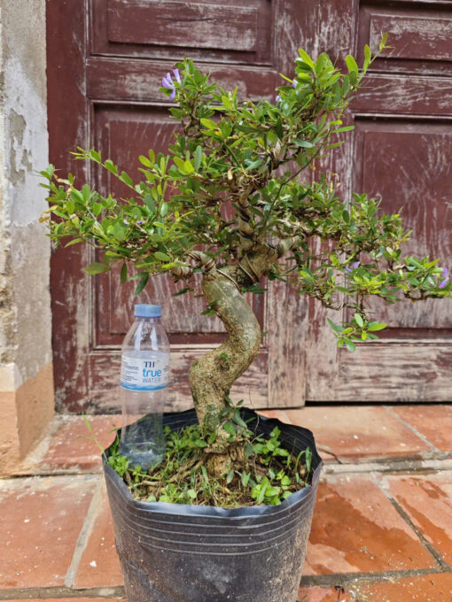 Cây Linh Sam bonsai ra hoa 4 mùa, linh sam bon sai đẹp, linh sam cổ