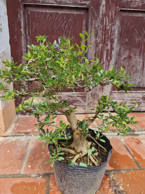 Cây Linh Sam bonsai ra hoa 4 mùa, linh sam bon sai đẹp, linh sam cổ