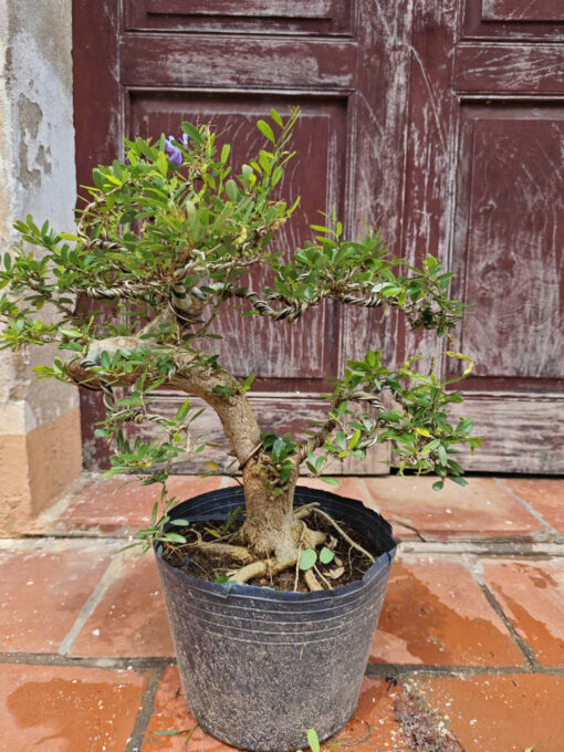 Cây Linh Sam bonsai ra hoa 4 mùa, linh sam bon sai đẹp, linh sam cổ