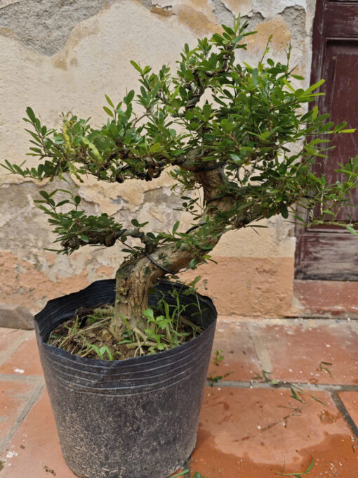 Cây Linh Sam bonsai ra hoa 4 mùa, linh sam bon sai đẹp, linh sam cổ