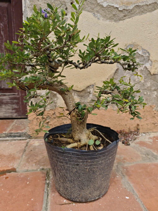 Cây Linh Sam bonsai ra hoa 4 mùa, linh sam bon sai đẹp, linh sam cổ