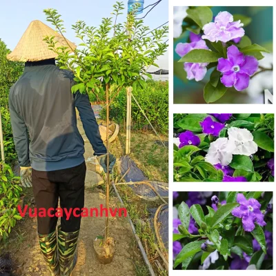Cây Nhài Nhật Thoát Thân 1m [ GIỐNG HÌNH ] cực đẹp
