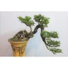 Cây Cần Thăng Bonsai cổ thụ, Cần thăng cảnh, Cần thăng bonsai, Cần thăng giống ( kiểu dáng tương tự như hình)