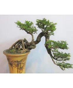 Cây Cần Thăng Bonsai cổ thụ, Cần thăng cảnh, Cần thăng bonsai, Cần thăng giống ( kiểu dáng tương tự như hình)