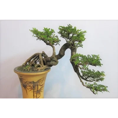 Cây Cần Thăng Bonsai cổ thụ, Cần thăng cảnh, Cần thăng bonsai, Cần thăng giống ( kiểu dáng tương tự như hình)