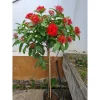 Mẫu Đơn Đỏ , Mẫu đơn mỹ Thoát Thân 1.2m ( sản phẩm y hình )