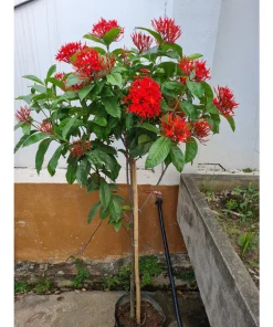 Mẫu Đơn Đỏ , Mẫu đơn mỹ Thoát Thân 1.2m ( sản phẩm y hình )