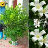 Nguyệt quế bụi cao 1.6 đến 1.8m ,tàn ngang >1m nguyệt quế bông chùm lá xoắn. cây nguyệt quế xùm