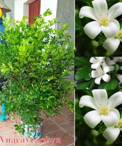 Nguyệt quế bụi cao 1.6 đến 1.8m ,tàn ngang >1m nguyệt quế bông chùm lá xoắn. cây nguyệt quế xùm