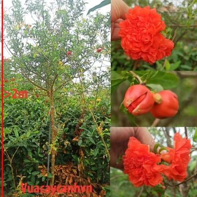 Cây hoa lựu hạnh tại vườn,thoát thân cao hơn 2m , tán đẹp, mùa hè hoa đỏ kín cây
