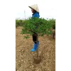 Cây Nhài Nhật Thoát Thân [ GIỐNG HÌNH ] cực đẹp, cao 60cm đến 90cm