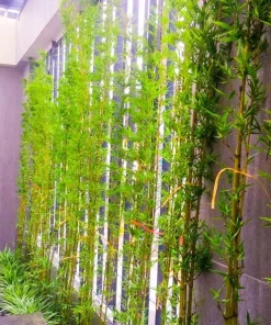 10 Thân Trúc Tre, Trúc quân tử  ( cây Cao từ 1.8m đến 2.5m) đồng giá