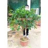 Bạch Thiên Hương (Như hình 1) . Đang hoa thoát thân cực đẹp, tán ngang 1m2