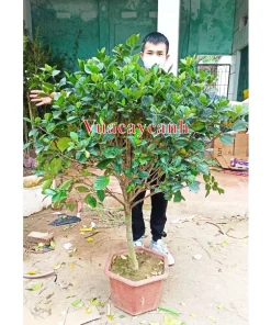 Bạch Thiên Hương (Như hình 1) . Đang hoa thoát thân cực đẹp, tán ngang 1m2
