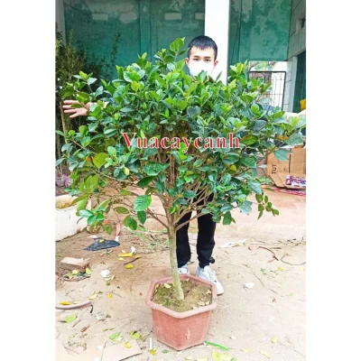 Bạch Thiên Hương (Như hình 1) . Đang hoa thoát thân cực đẹp, tán ngang 1m2