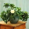 Cây Dành Dành, Bạch Thiên Hương Cao khoảng 60 -80CM