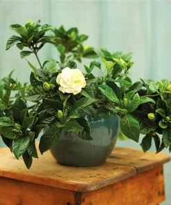 Cây Dành Dành, Bạch Thiên Hương Cao khoảng 60 -80CM