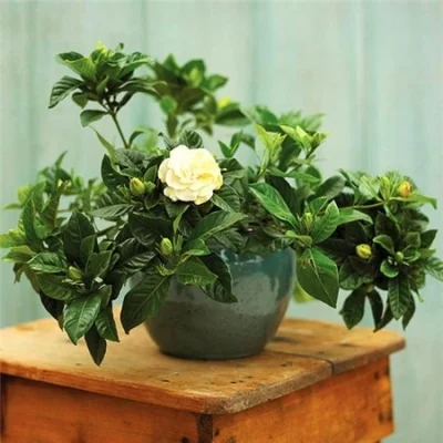 Cây Dành Dành, Bạch Thiên Hương Cao khoảng 60 -80CM