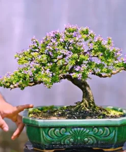 Cây linh sam hạt gạo bonsai - cây bonsai để bàn như hình ( cây cao 50cm)