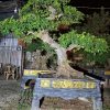 Cây Sung Nếp Bonsai Cây To Ra Quả Quanh Năm