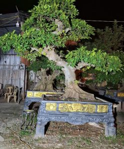 Cây Sung Nếp Bonsai Cây To Ra Quả Quanh Năm