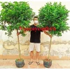 Cây nguyệt quế thoát thân cao 1.5 đến 1.8m (Cây như hình 1), Cây to đẹp
