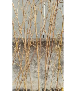 10 Thân trúc quân tử khô. trúc khô làm decor. Cây trúc khô