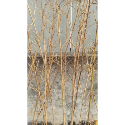 10 Thân trúc quân tử khô. trúc khô làm decor. Cây trúc khô