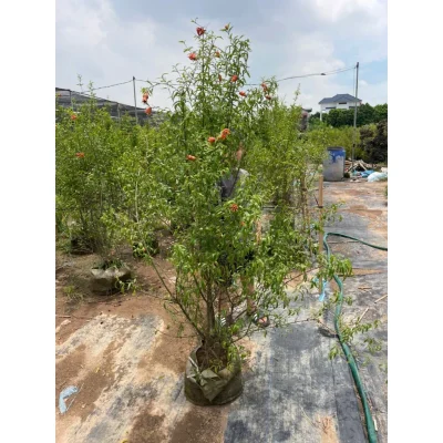 Cây lựu cảnh siêu hoa cao 1.2 đến 1.5m đang hoa, đang quả