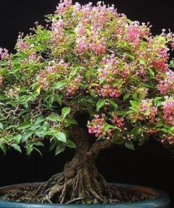 Cây hồng ngọc mai bonsai. Hồng ngọc mai
