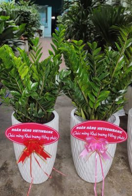 Cây Kim tiền phong thuỷ nhiều thân gốc trang trí sân vườn ( không bao gồm chậu)