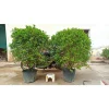 Cây nguyệt quế thoát Bụi cao 1.5 đến 1.8m (Cây như hình 1),