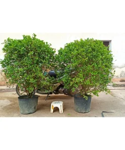 Cây nguyệt quế thoát Bụi cao 1.5 đến 1.8m (Cây như hình 1),