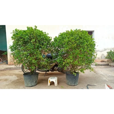 Cây nguyệt quế thoát Bụi cao 1.5 đến 1.8m (Cây như hình 1),