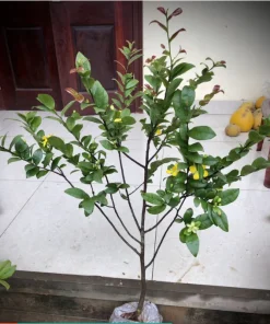 Mai tứ quý cao 1.2m đang hoa như hình